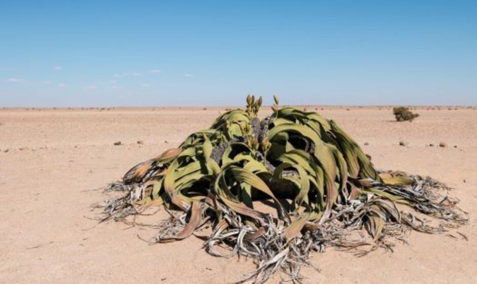 Welwitschia plant in Namib Desert, Namibia