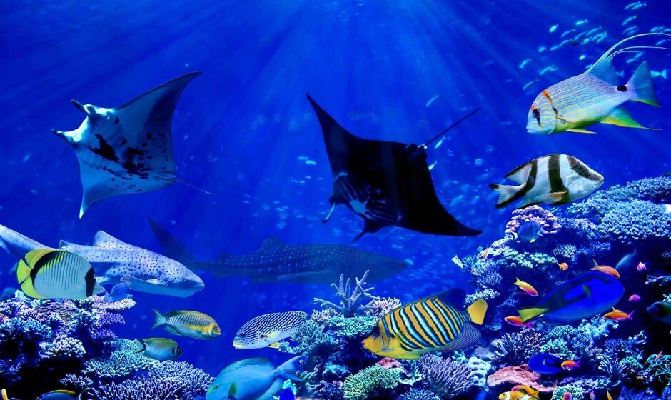 Underwater, Malvdives