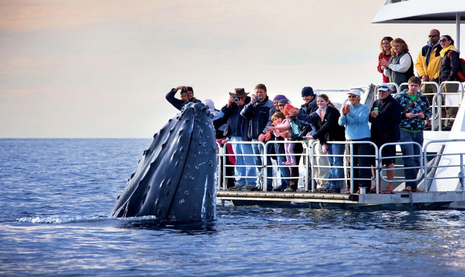 Whale breaching near boat
